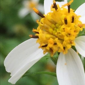 Meet your Posher, Ann